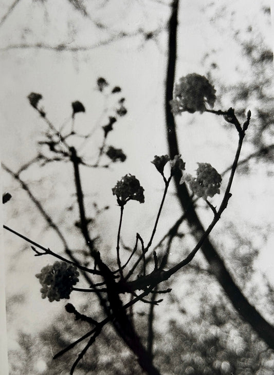 Flowers in spring - Open Edition Print